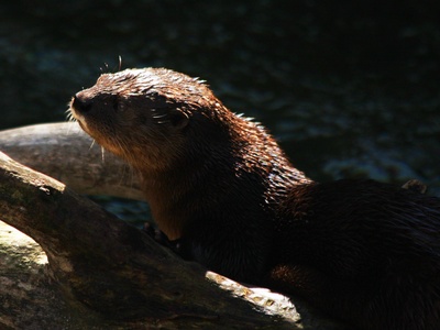 Spotted-necked otter
