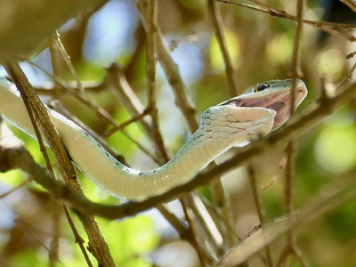 Spotted Bush Snake