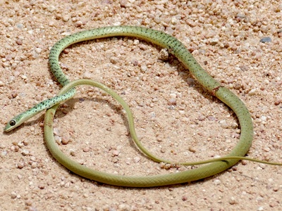 Spotted Bush Snake