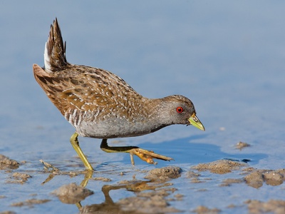 Spotted Crake
