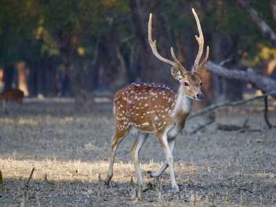 Spotted Deer
