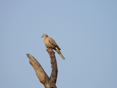 Spotted Dove