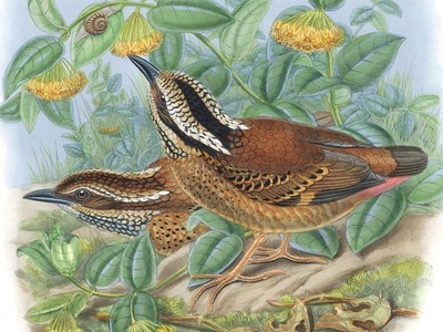 Spotted Ground-thrush