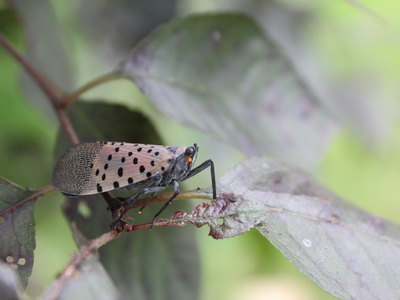 Spotted Lanternfly