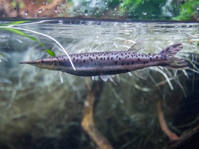 Spotted Pike-characin