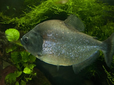 Spotted Piranha