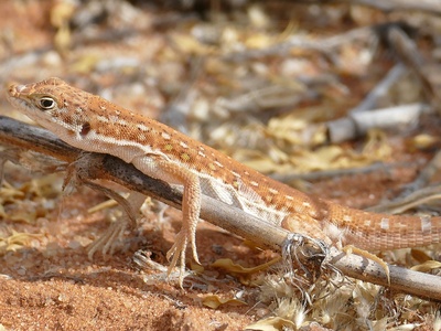 Spotted Sand Lizard