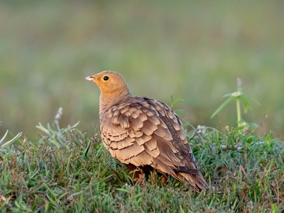 Spotted Sandgrouse