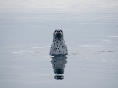Spotted Seal