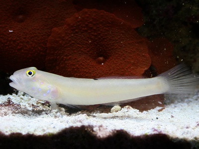 Spotted Sleeper Goby