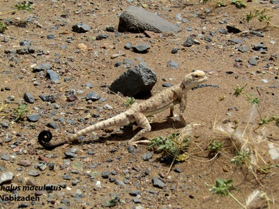 Spotted Toad-headed Agama
