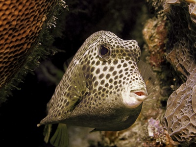 Spotted Trunkfish