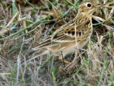 Sprague's Pipit