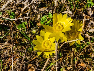 Spring Adonis