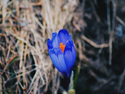Spring crocus