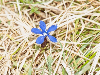 Spring Gentian