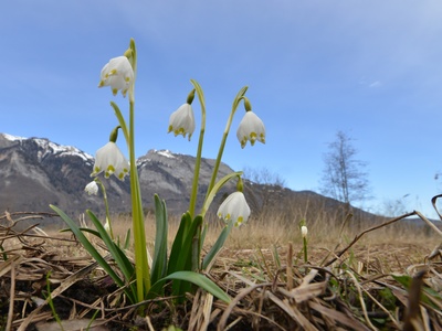 Spring Snowflake
