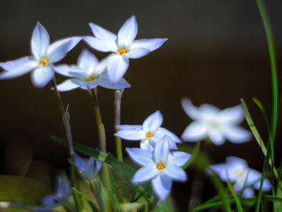 Spring starflower