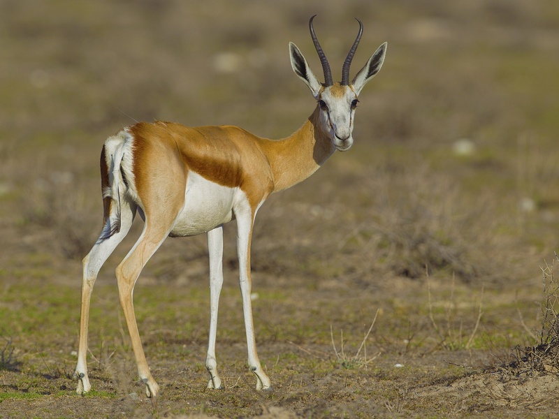 The Complete List of African Savanna Primary Consumers - Flora Fauna Fun