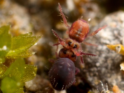 Springtails