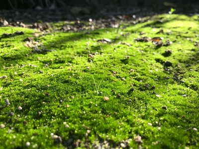 Springy turf moss