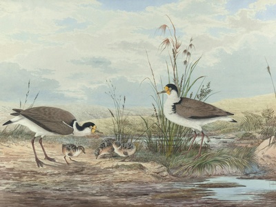 Spur-winged Lapwing