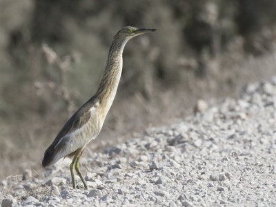 Squacco Heron