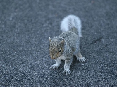 Squirrel