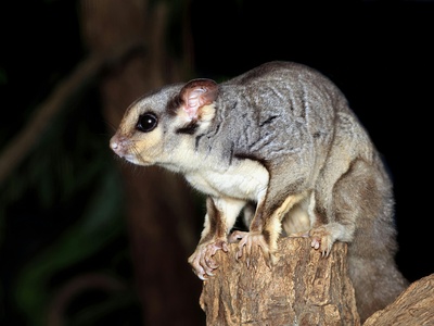 Squirrel Glider