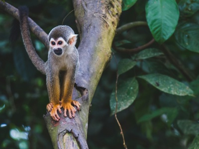 Squirrel Monkey