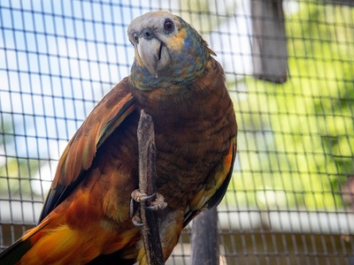 St. Vincent Amazon
