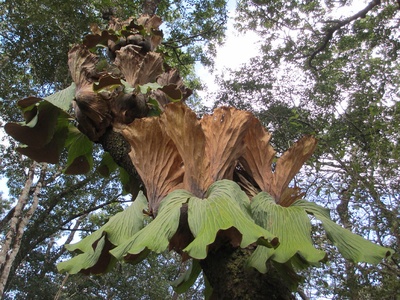 Staghorn fern