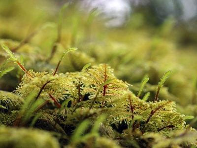 Stair-step Moss