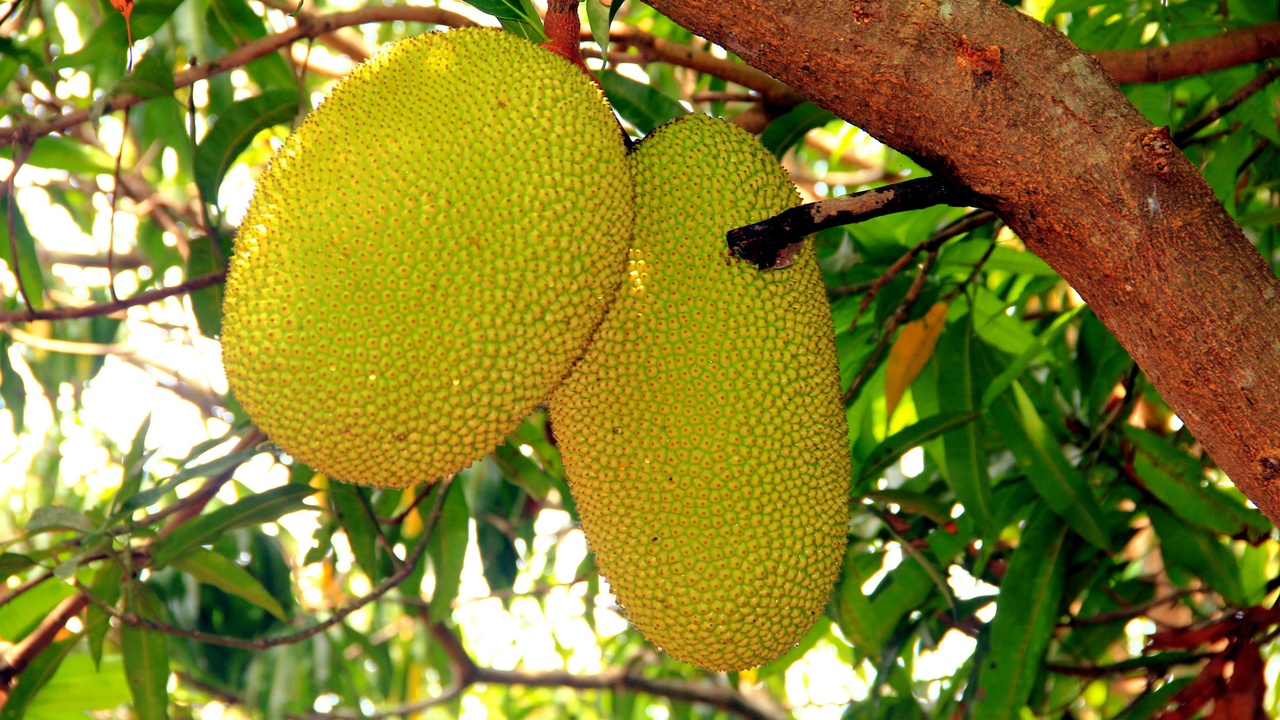 Breadfruit and pandanus in a traditional Palauan garden