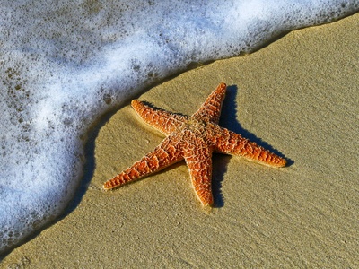 Starfish