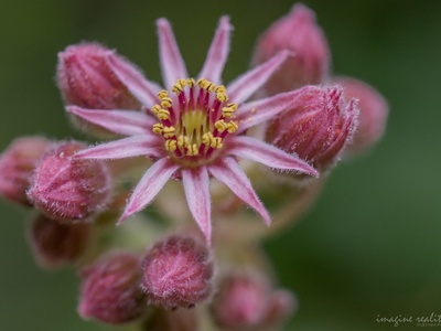 Starflower