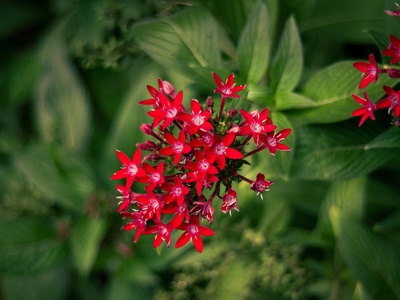 Starflower