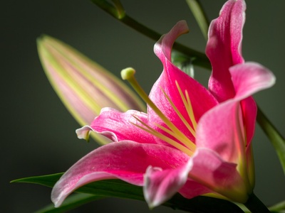 Stargazer lily