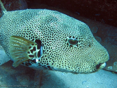 Starry Puffer