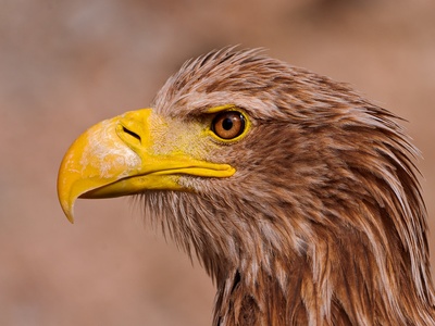 Steller's Sea Eagle