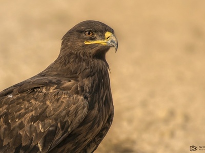 Steppe Eagle