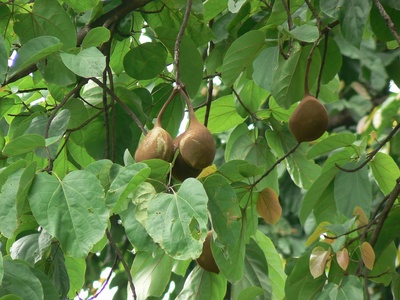 Sterculia