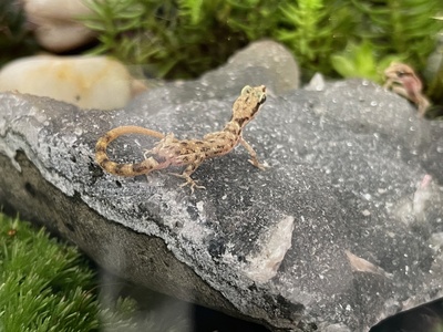 Steudner's Dwarf Gecko