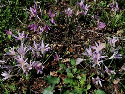 Steven's Meadow Saffron