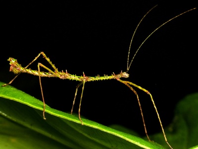 Stick Insect