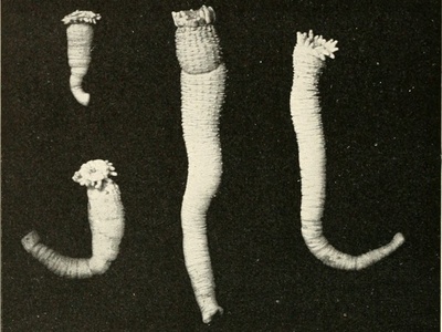 Stinging marine worms & sea anemones