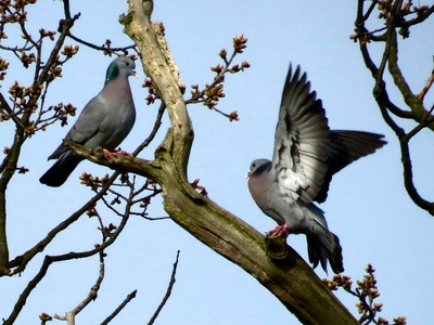 Stock Dove