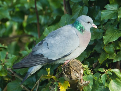Stock Dove