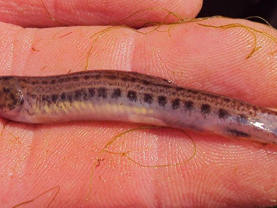 Stone loach