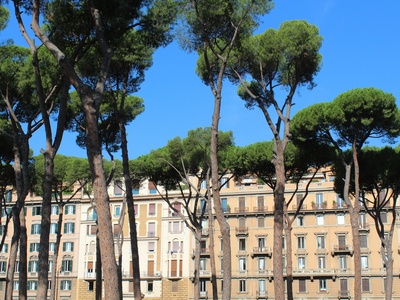 Stone Pine